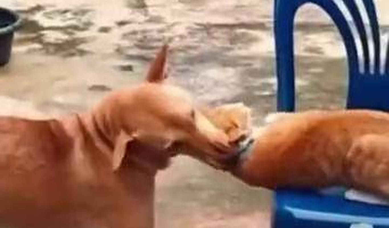 狗子把猫拉下来,只为拿它当坐垫