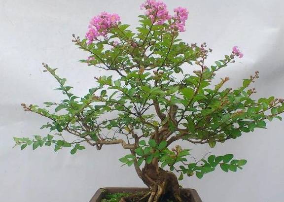 完美电竞植树节前后“种树”肯定少不了这4种“树”最适合移栽种植了(图2)