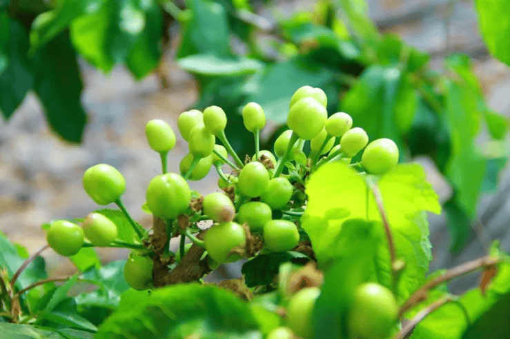 2024丨卓樱桃 初果生长