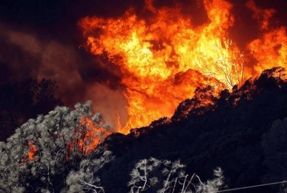 原创60斤巨蟒被山火活活烧死！蛇对冷热很敏锐，为啥不找个洞钻进去？