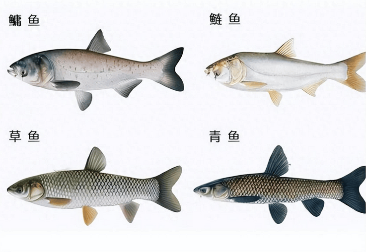 青鱼是四大家鱼之首，为何被称为“索命鱼”？到底有什么可怕的？