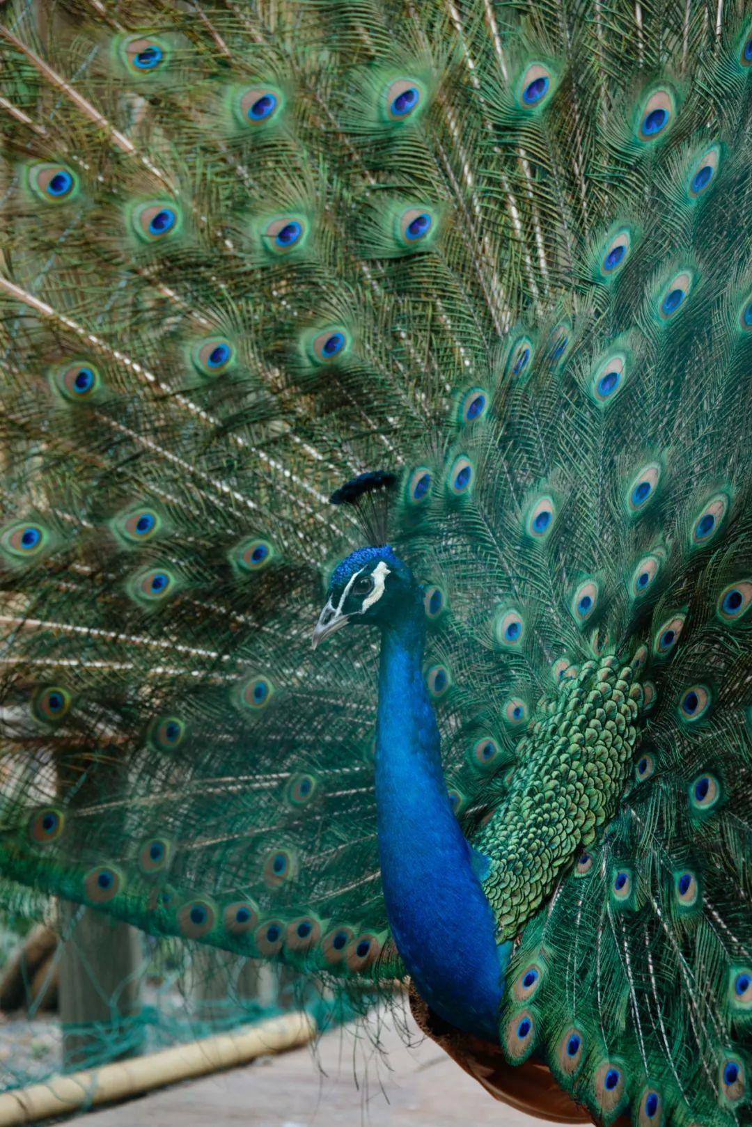 �����յ�ԭ����ֵ���������!����100öʢ����,Ʒλ�߲�ײ����