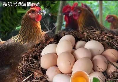 尖叫！全新儿童营养套餐：田园美味，农家蛋与手撕鸡的震撼绽放