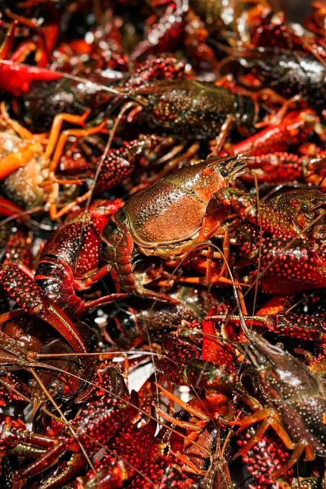 又到了吃小龙虾的季节，全国哪里最会嘬虾？