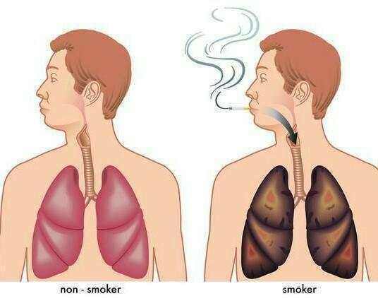 抽烟伤肝伤肺,多吃这些便宜又管用的食物,保证肺和肝的健康