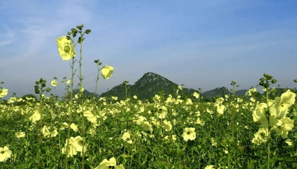 极目新闻🌸澳门资料大全正版资料2024年免费🌸|独家述评｜健康运动，也是一剂“处方药”