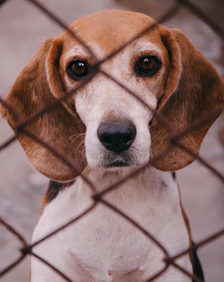 原创 笑爆了!98%的实验犬都是比格?为什么选择比格犬,听听业内人怎么说-实验犬比格犬