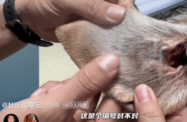 原创 笑爆了!98%的实验犬都是比格?为什么选择比格犬,听听业内人怎么说-实验犬比格犬