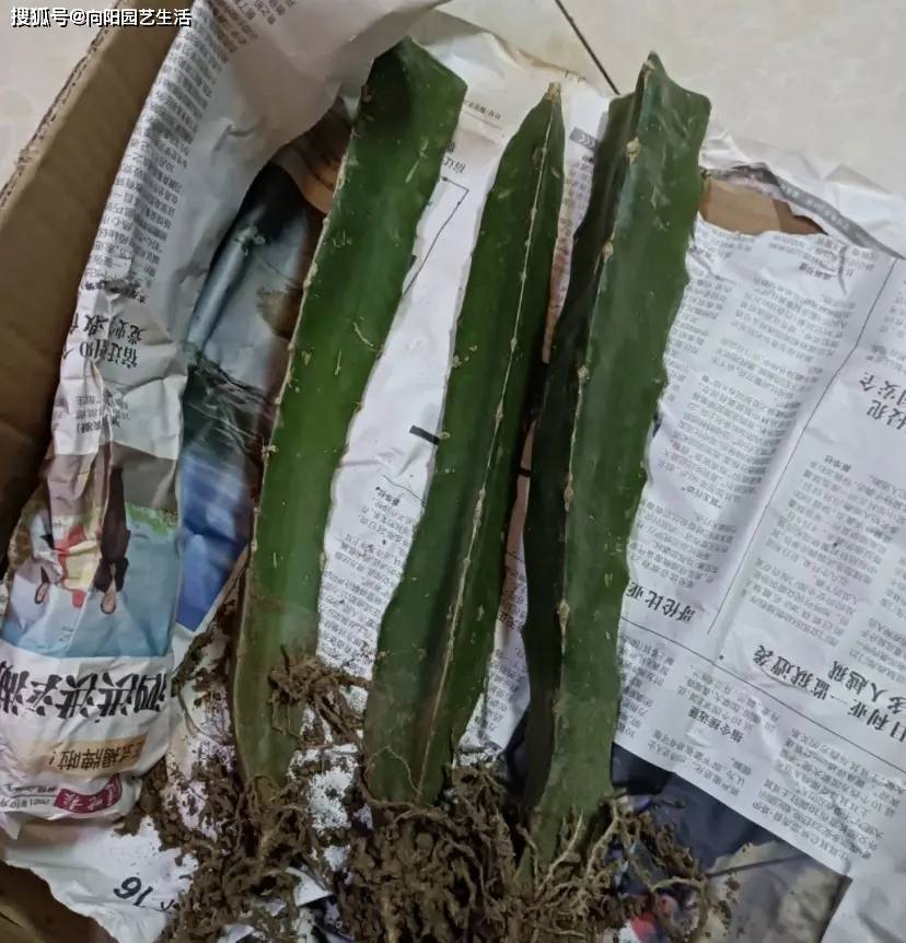 种几棵火龙果,夏天疯长,结的果子根本吃不完,太好养了!-火龙果树种多长时间才结果