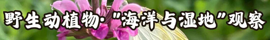 “地球第三极”传来惊喜：3000多个新物种，书写青藏高原生命演化史！