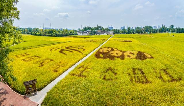 M6米乐下载奇迹沙漠种水稻亩总产超5000公斤比两季超级稻总产还要翻倍(图7)