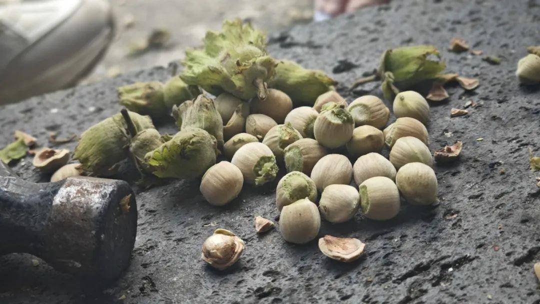 8、9月份是野生榛果食用的最佳季节中秋节前后果核最为饱满