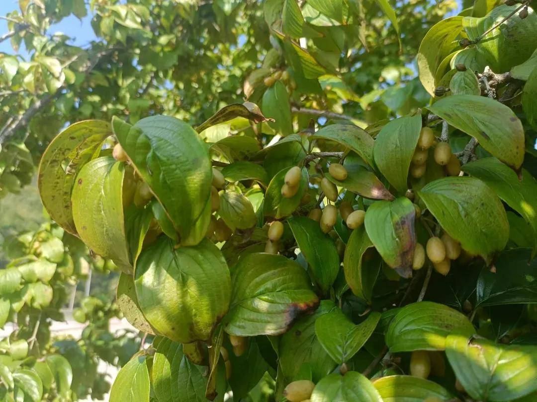 濩泽茱萸茶——产自山西阳城这片古老而神秘的土地上