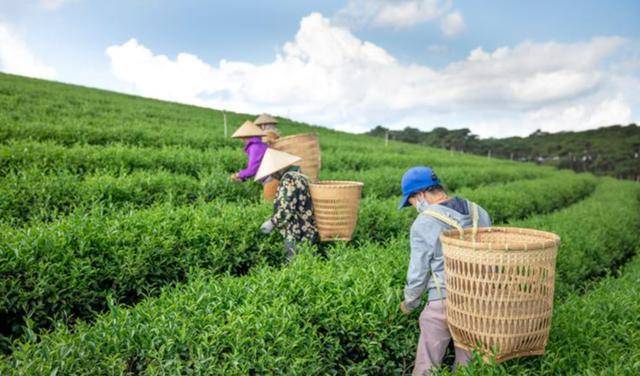 原创
  为什么茶叶店流量很少，却经营很长时间不倒闭？网友的回复很现实 第4张