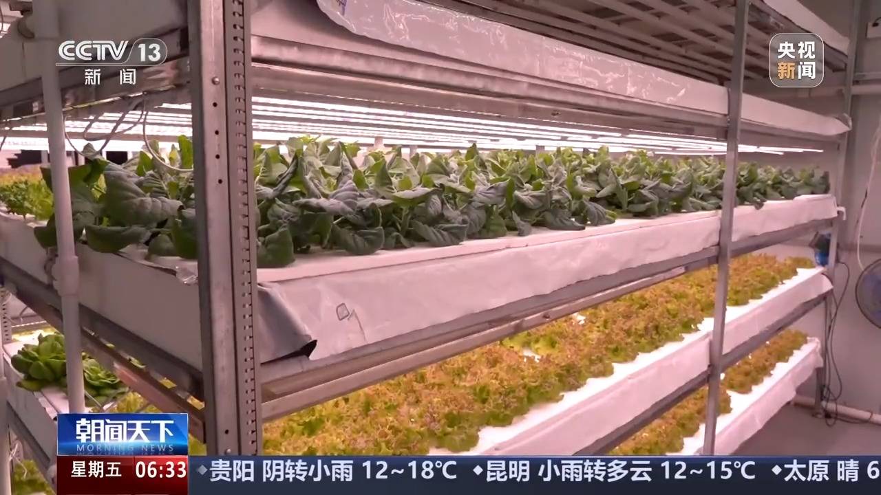 植物工厂长啥样？沙漠里能种水稻？揭秘种菜“黑科技”天博电竞登录(图7)