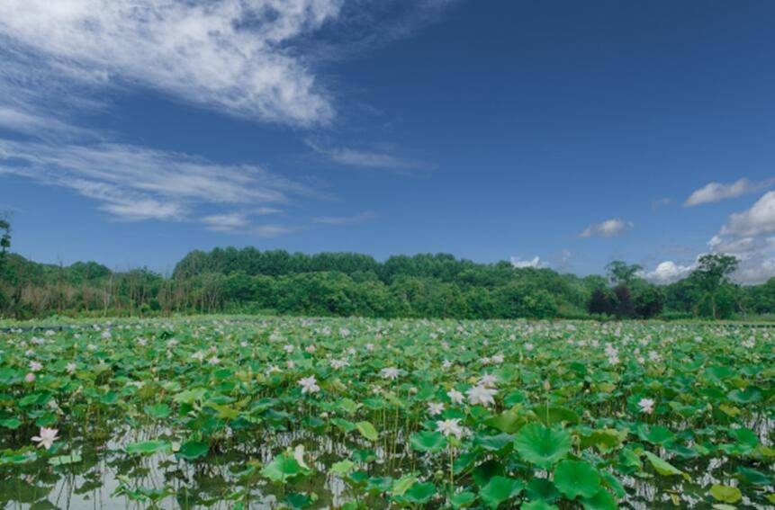 安利植物营养引领健康新潮流必赢(图3)