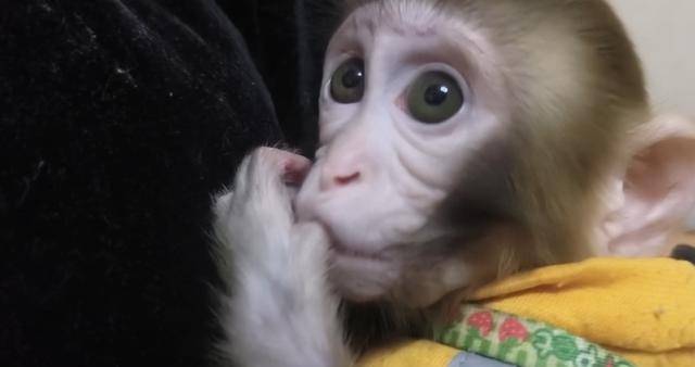 女子在贵阳黔灵公园捡到受伤小猴,养了半年后麻烦不断……相关部门:已涉嫌违法 女子在贵阳黔灵公园捡到受伤小猴,养了半年后麻烦不断……相关部门:已涉嫌违法