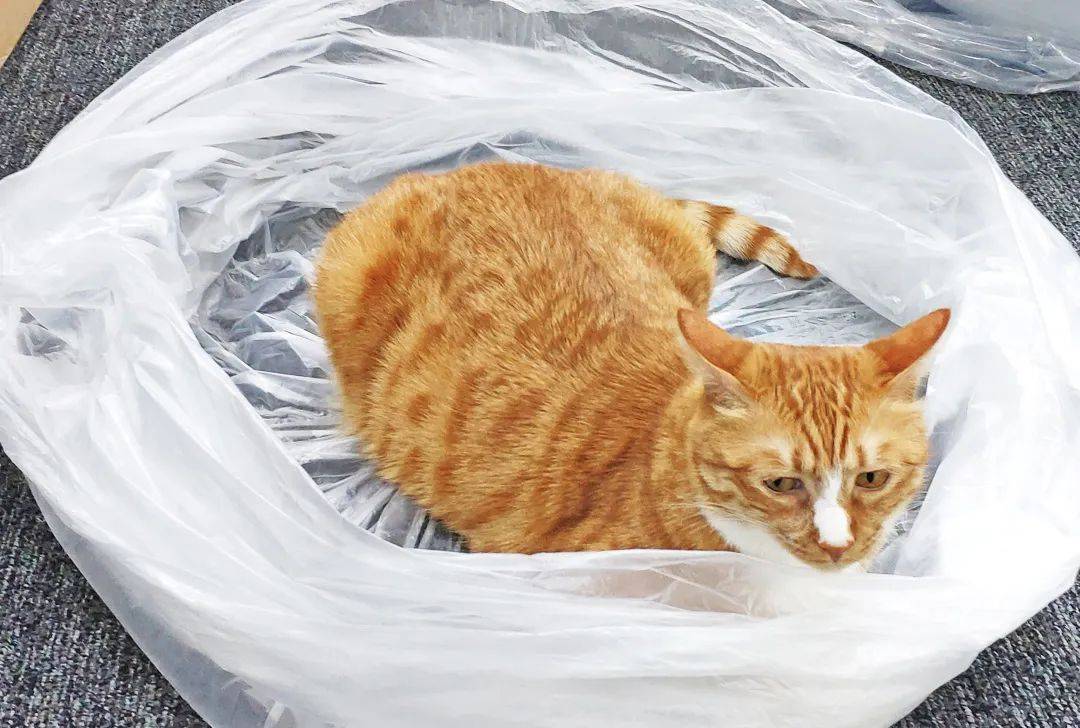 硬核推荐（猫咪喜欢塑料袋的原因）猫咪喜欢塑料袋怎么回事，原创
            家里玩具千千万，为何猫咪独爱塑料袋？，塑料袋，