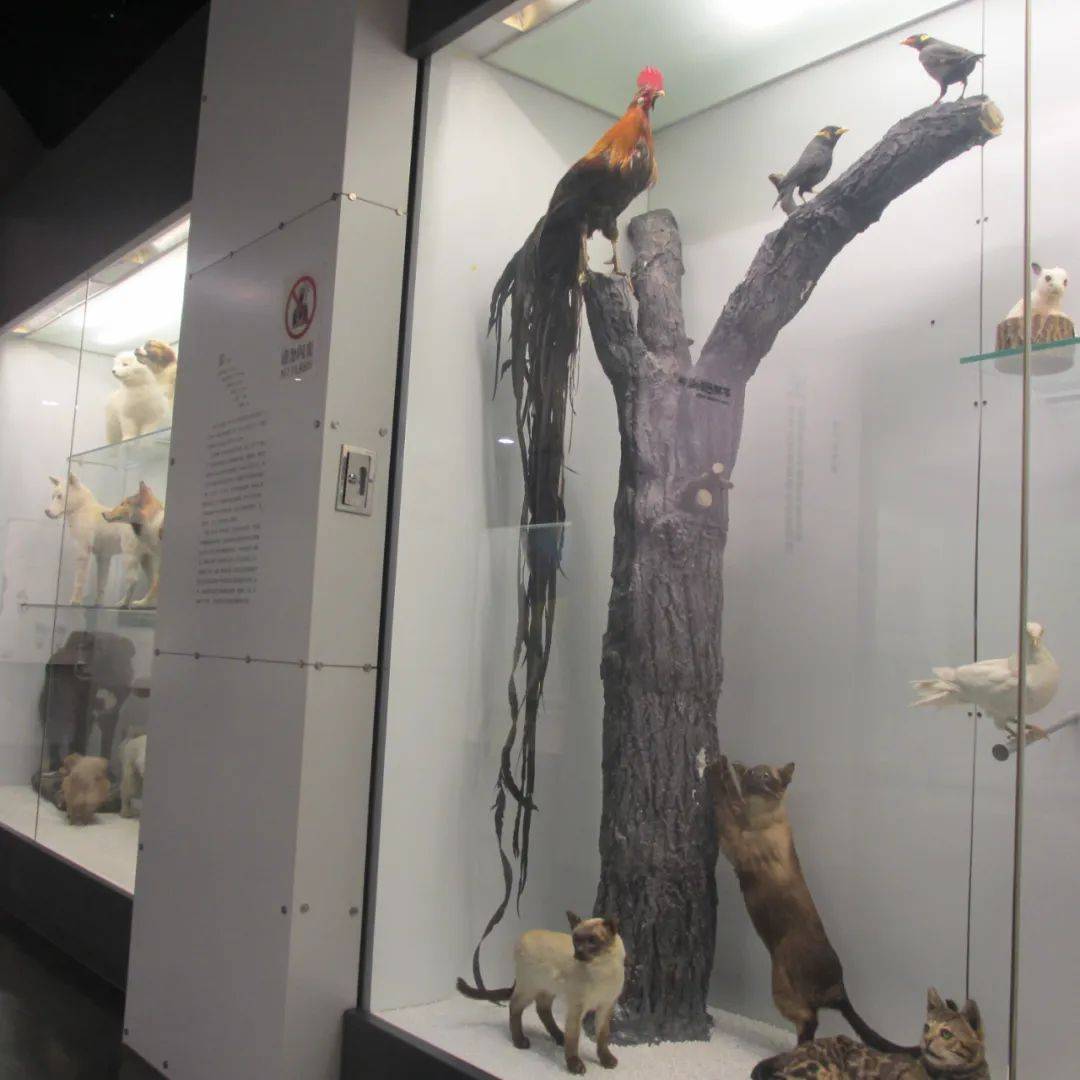 ​国家动物博物馆（2025年1月14日）