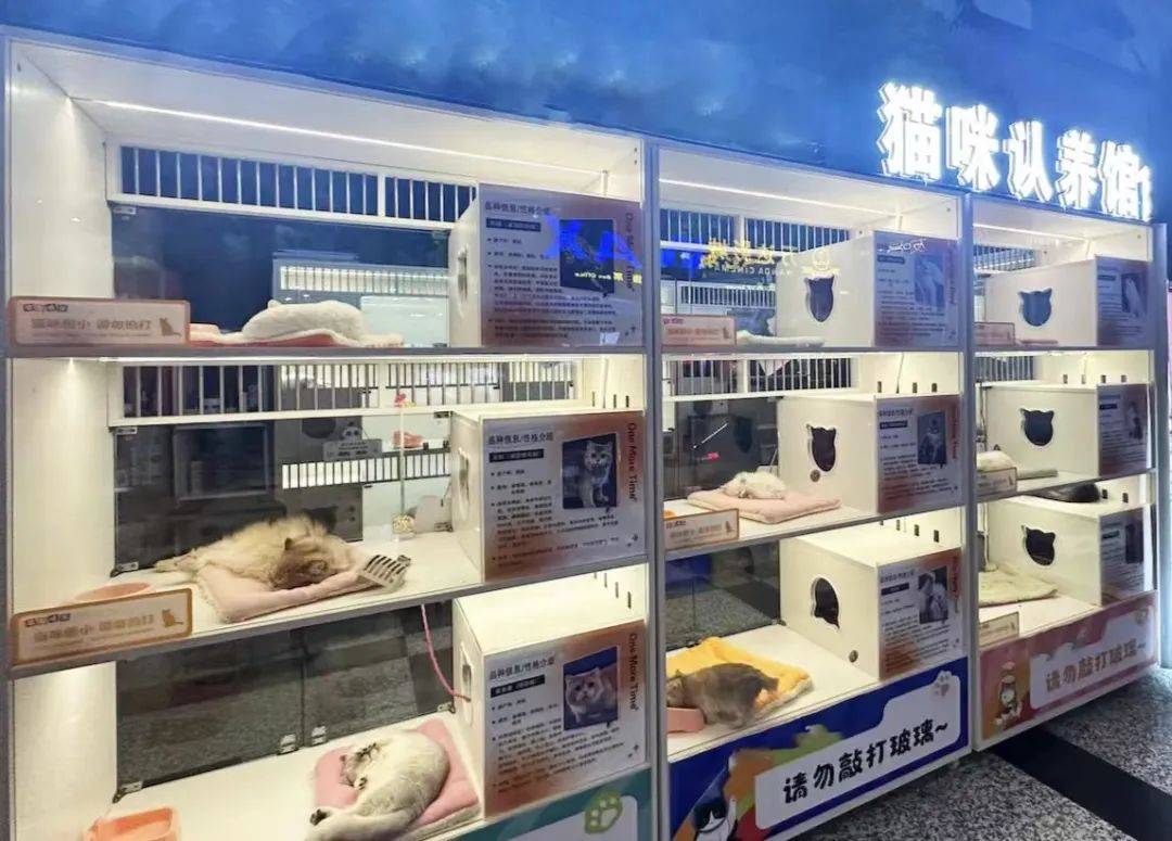 猫咪交易所
