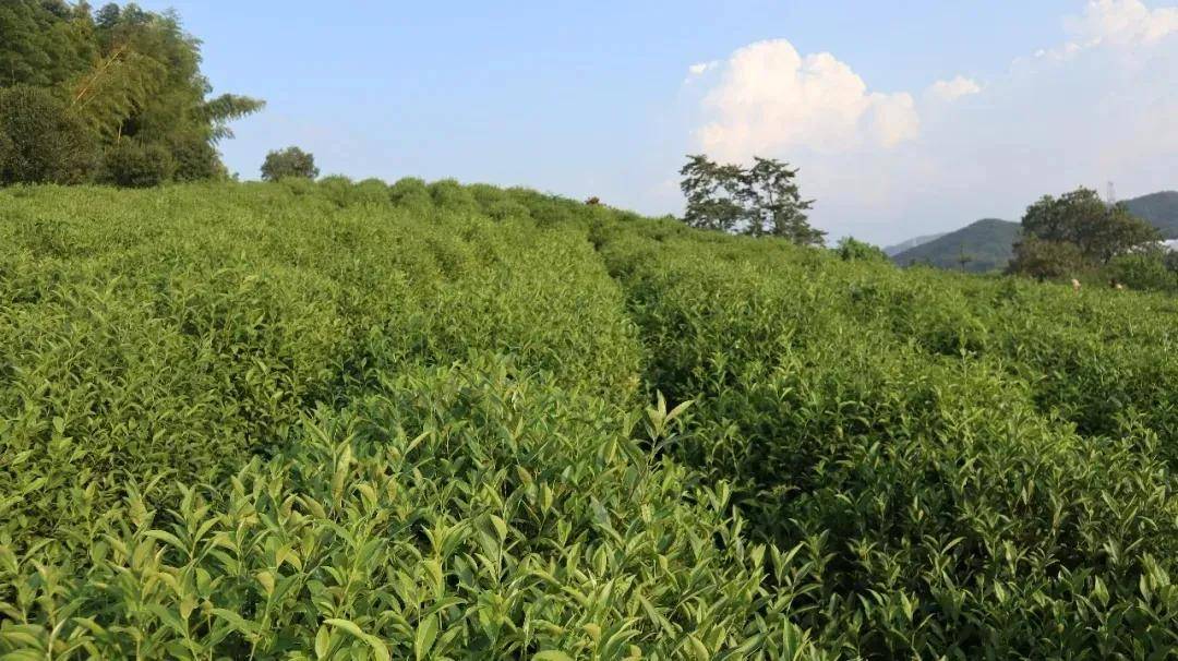 解锁DeepSeek丨关于茶产业DpSk了解多少(图1)