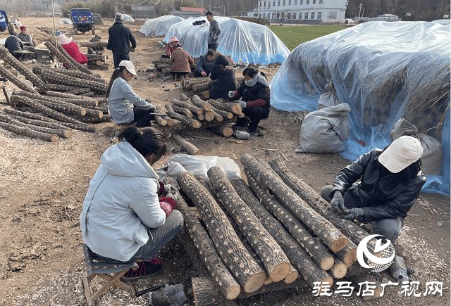 确山县石滚河镇：人勤春来早 银耳种植忙(图1)