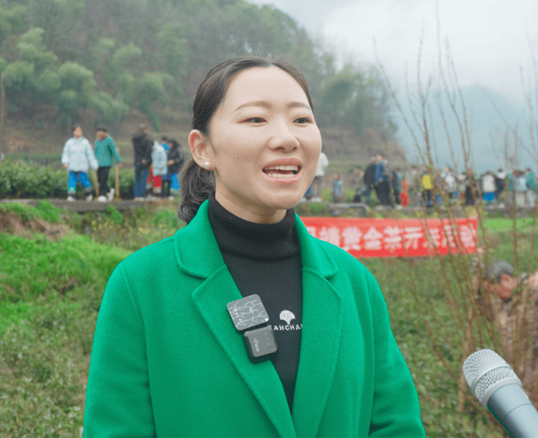 开云湖南湘西丨特写保靖黄金茶春茶第一采3月12日开采(图5)