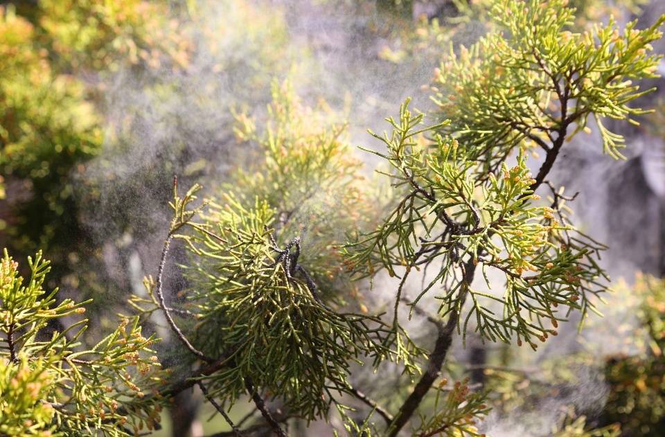 对此，经相关报道，在北京的地坛公园，有一场3.3万株柏树花粉爆发，这让