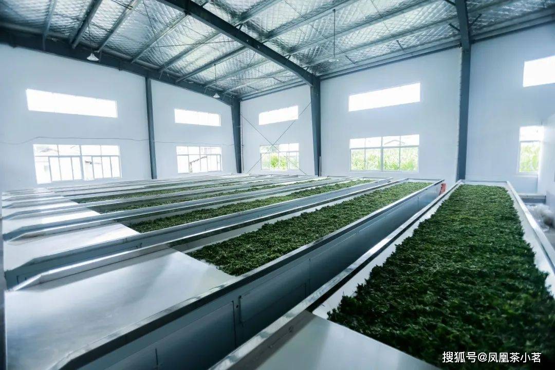 深山产好茶一叶出繁华——“国宾美嘉体育登录礼茶”岳西翠兰(图2)