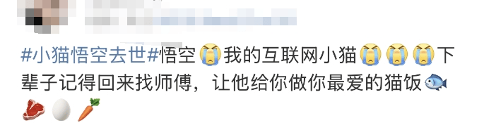 泪崩，网红小猫“悟空”遭车祸去世！主人：曾希望它有72条命