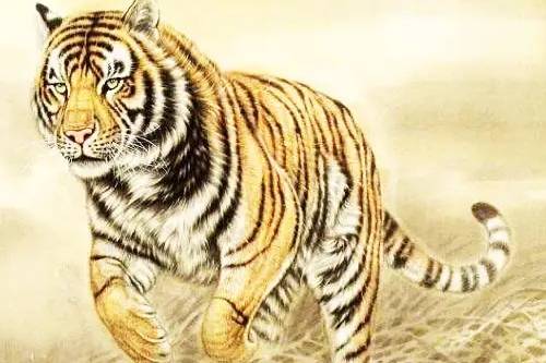 属虎和属蛇的合不合