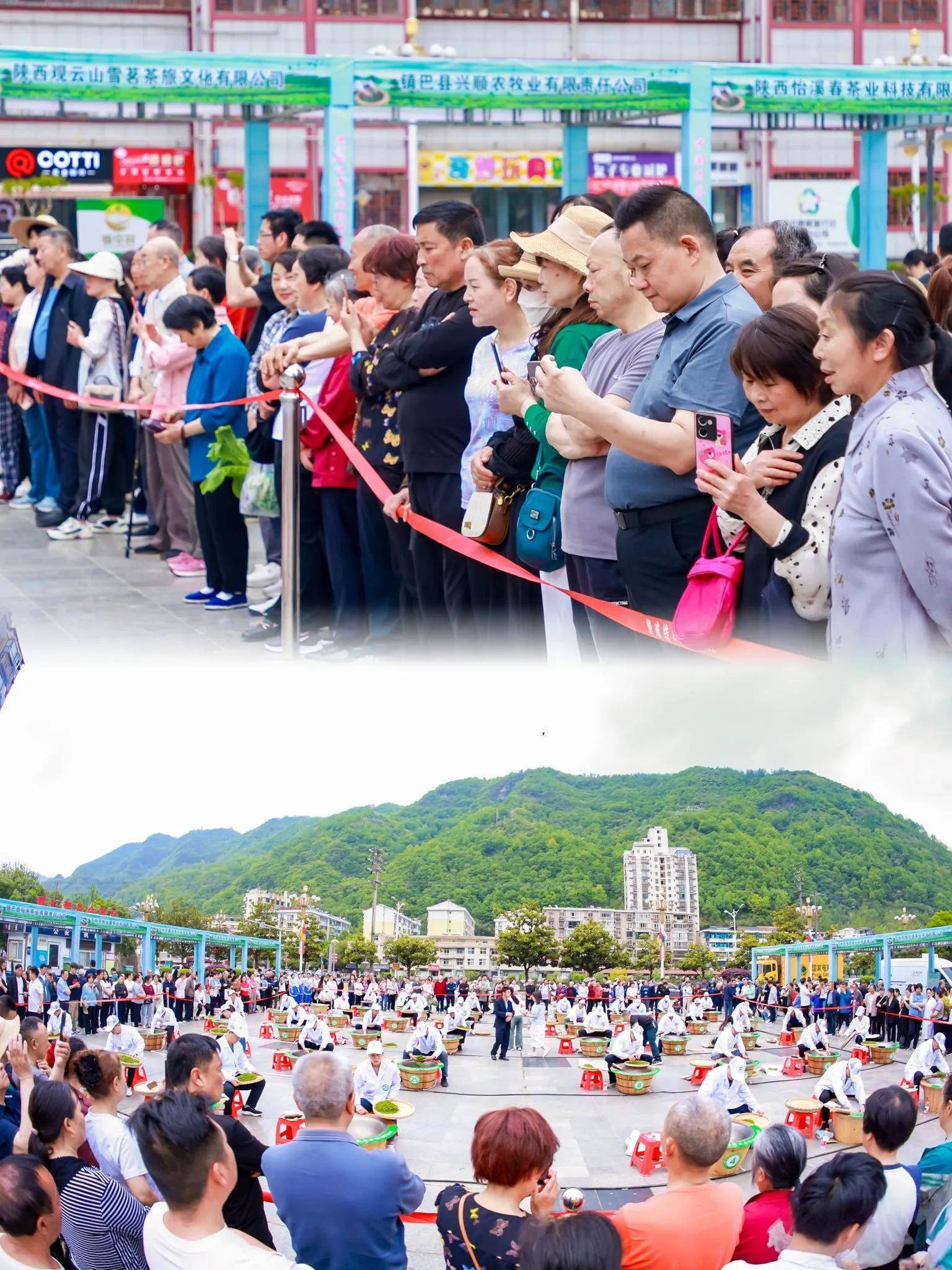 在镇巴见证一片茶雷火竞技app叶的匠心之旅(图3)