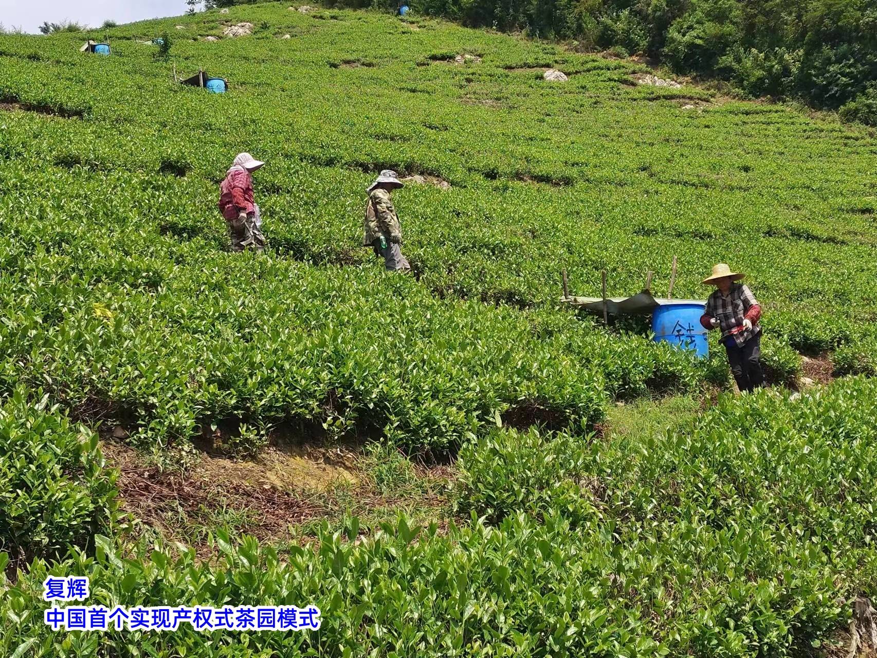 威客电竞app复辉：茶园行业机遇与挑战并存（三）(图2)