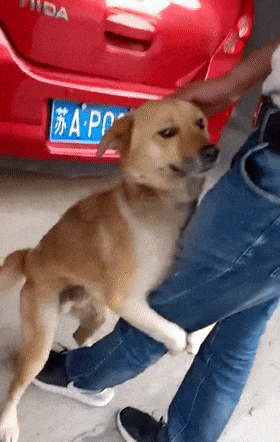 养狗久了都知道，狗狗扒拉人，无非是这些原因