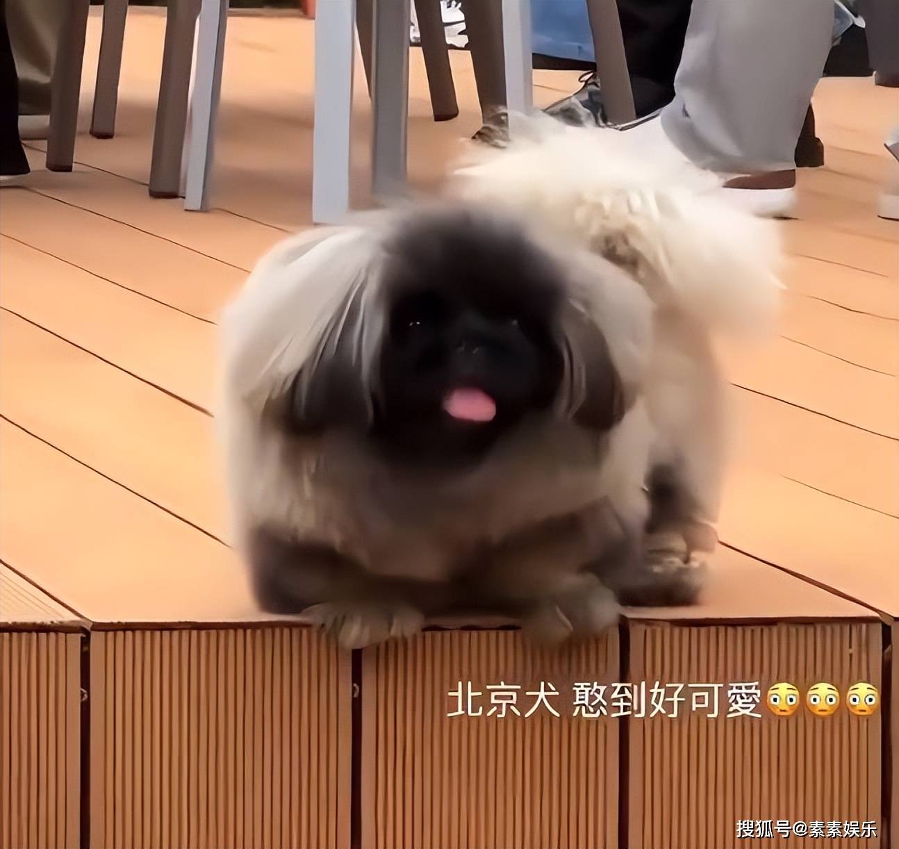 汪小菲霸气！2亿豪宅内宴请马筱梅家人吃烤全羊，家人一团和气