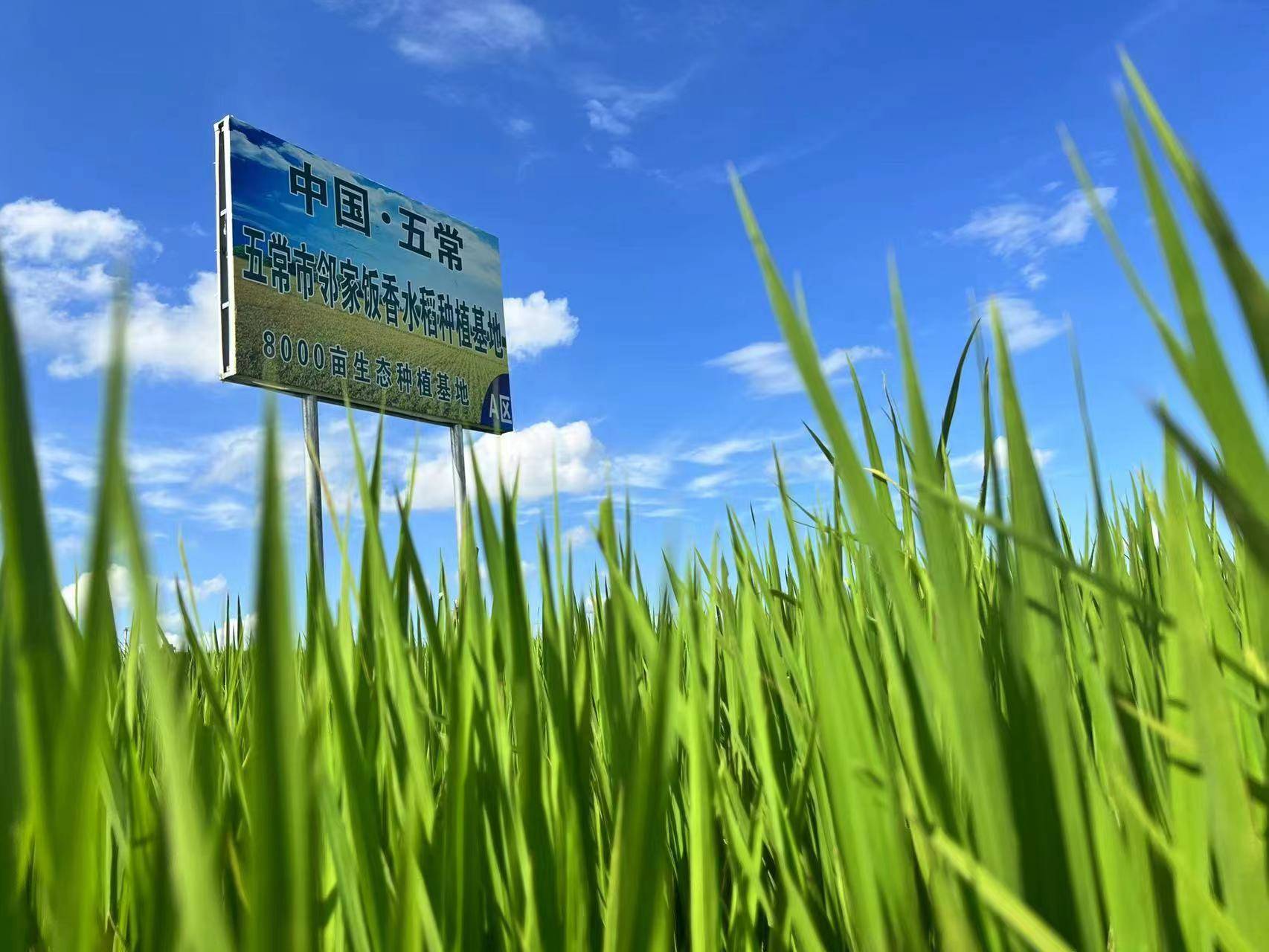 五常大米主要种植在哪个地区