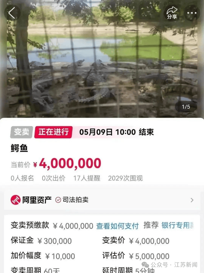 主人欠钱3岁狸花猫被法拍，起拍价500元！宠物店：寄养费已超两万