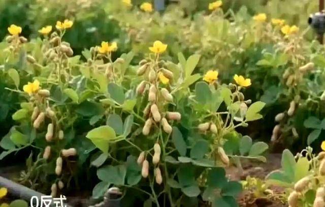 “花生上树”宣发翻车，良品铺子需要向AI道歉