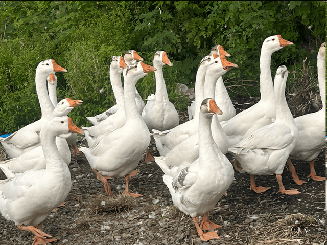 大鹅球虫病吃什么药？鹅球虫病的症状+治疗措施！养鹅人收藏！