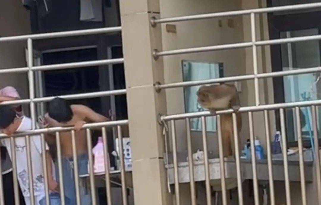 猴子闯进贵州大学宿舍，4名男生大惊失色、边喊边躲……学校回应