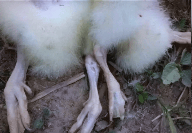 鹅苗痛风吃什么药?小鹅痛风的症状和治疗!养鹅人一定要清楚!