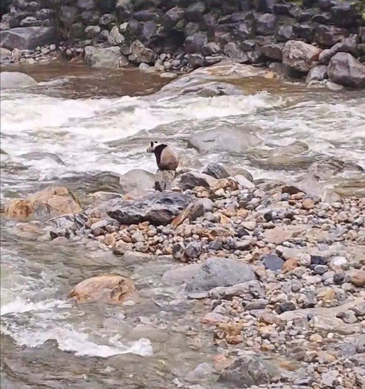游客在陕西龙吟峡偶遇大熊猫过河,景区:系纯野生秦岭大熊猫,今年首次发现