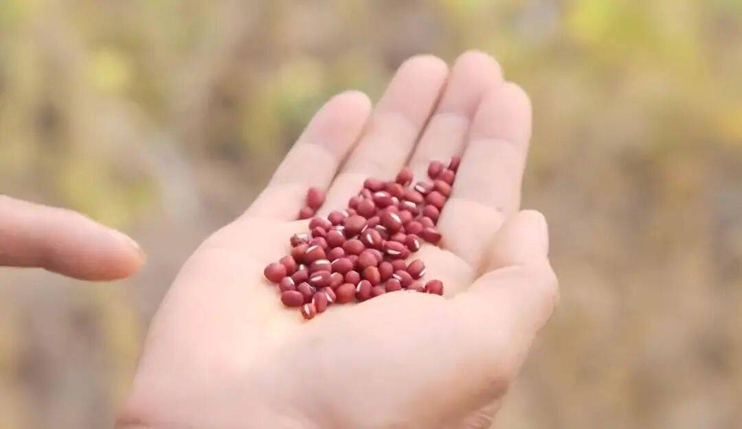 黑土地迎来丰收季：元气森林好自在红豆基地完成首批采收