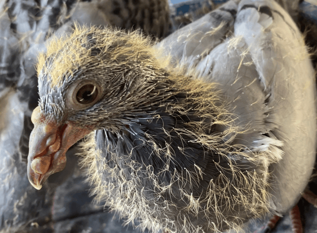 鸽病的快速诊断简明对照表:鸽病症状及治疗对照表,鸽友快收藏!