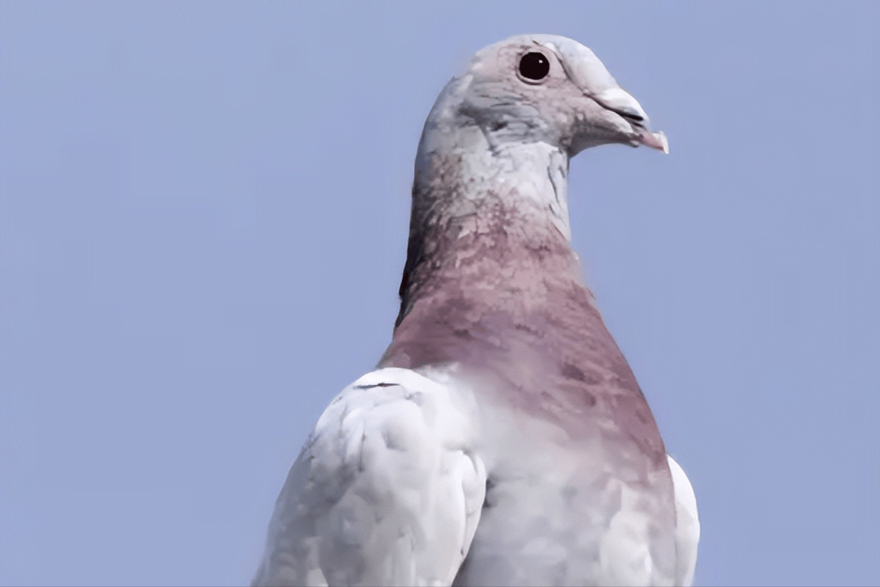 元宝鸽拉稀吃什么药好得快？养鸽户亲测有效的用药方案，一文讲清