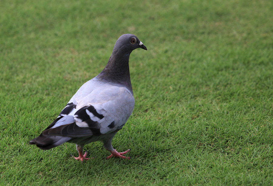 鸽子得了念珠菌病的症状？鸽子念珠菌感染用什么药效果好？
