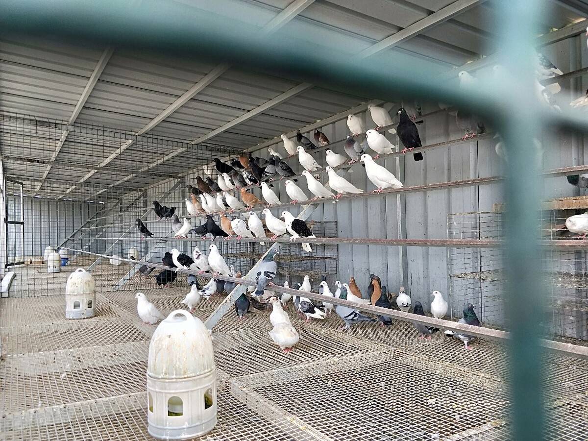 鸽子腺病毒的症状？鸽子腺病毒吃什么药？综合防治策略