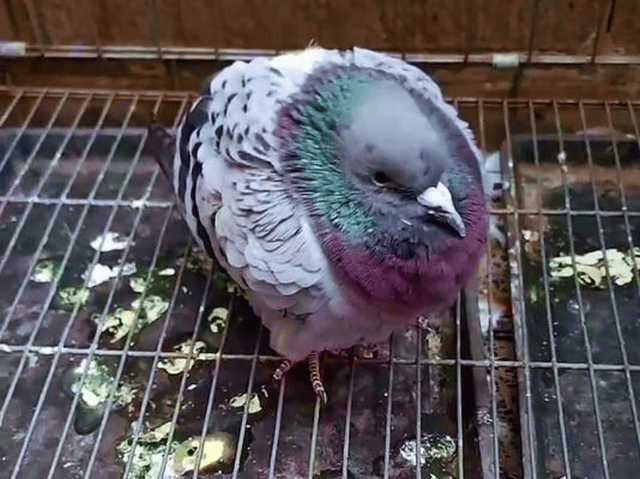 鸽子拉绿便最快解决方法:鸽子拉稀绿便吃什么药最好啊?