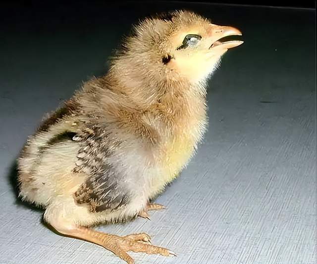 小鸡得了气囊炎吃什么药效果好？小鸡气囊炎的症状和治疗！