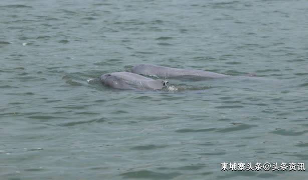今年柬埔寨发现第三只新生小海豚！